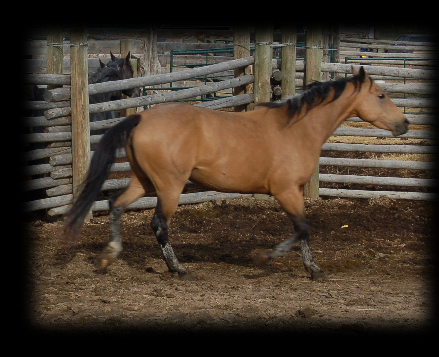 Hollywood Dance, linebred Hollywood Gold & King. Sooty buckskin mare with frosty gene. 